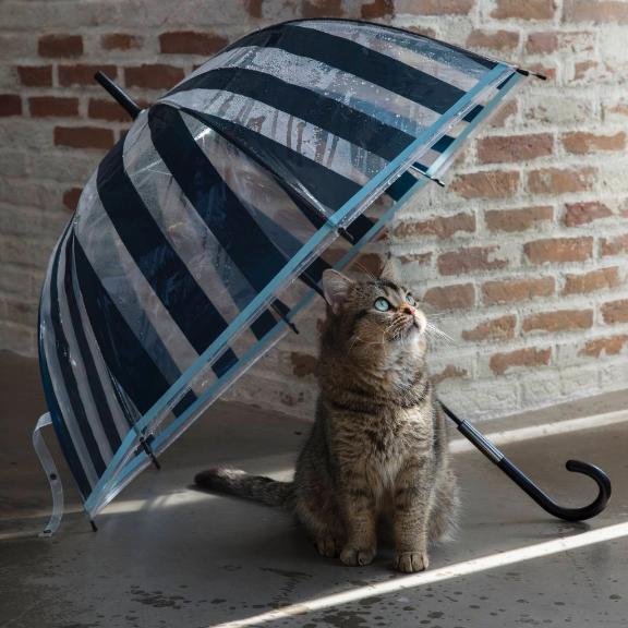 おはようございます☂️
