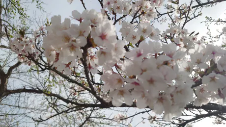 今日は18時まで/つばさ【弘前黒石】