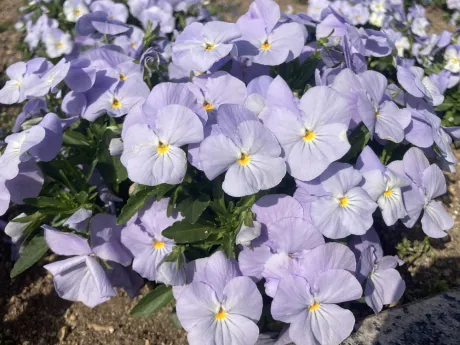 おりか/Mrs クリエーション