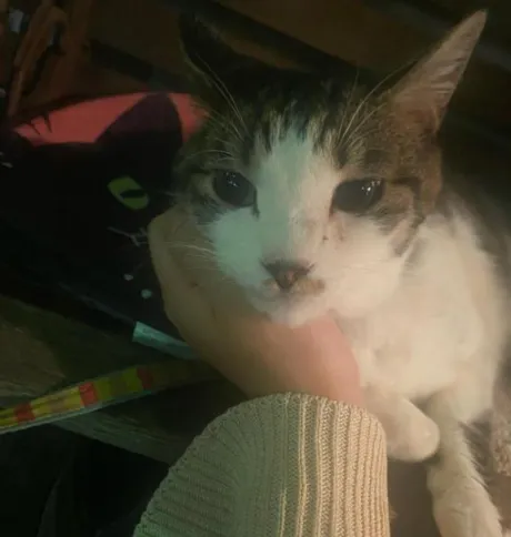 さくや素敵な女の子は好きですか?