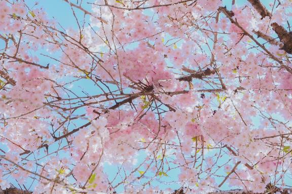 新人かや奥様メモリアル