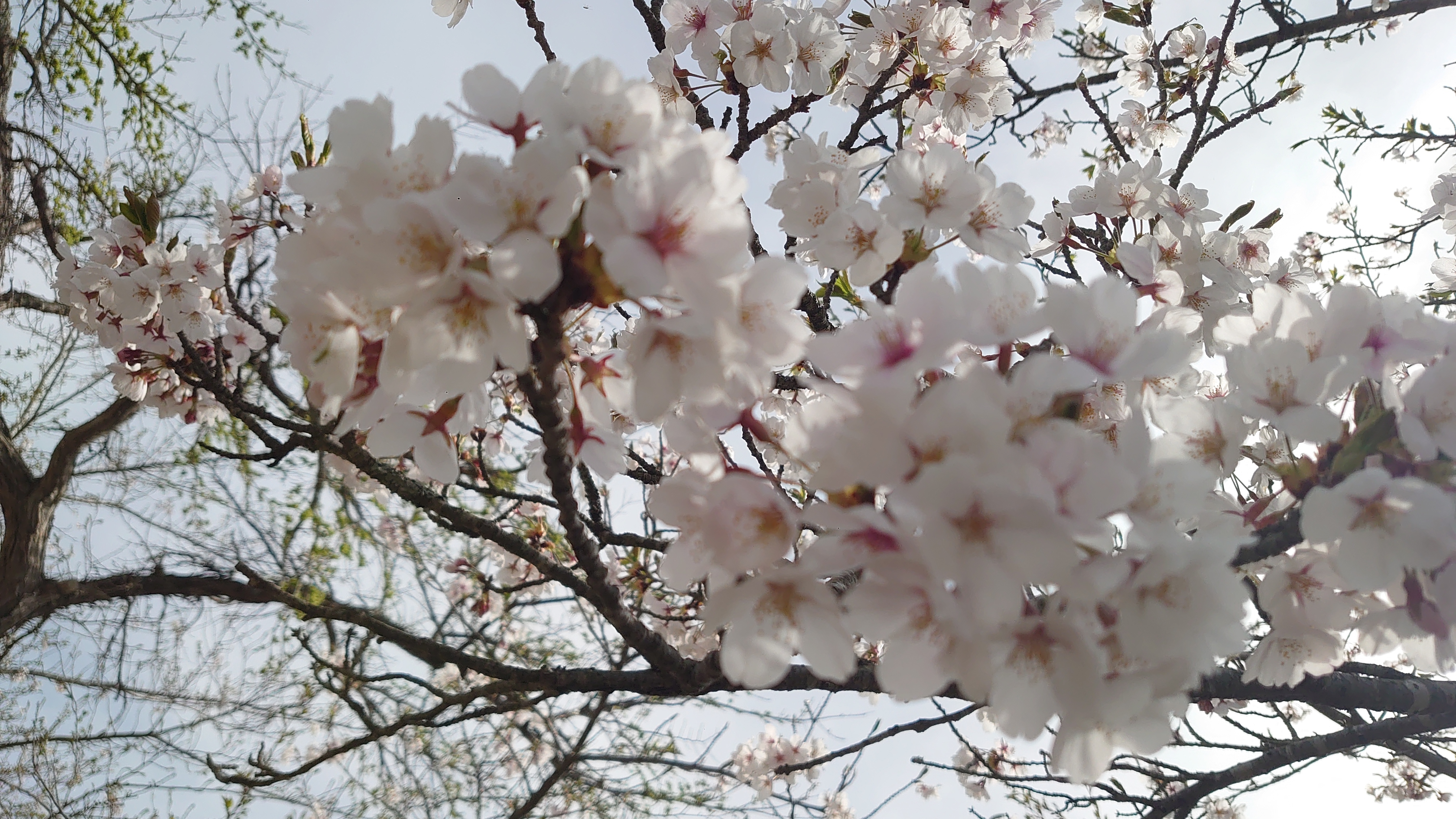 今日は18時まで/つばさ【弘前黒石】