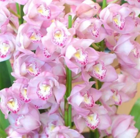 みずほ人妻の楽園