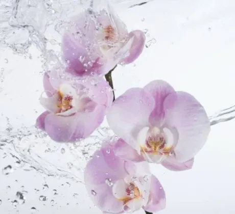 しほ愛 LAND-アイランド-