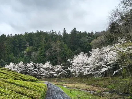 ありがとう/後藤(ごとう)
