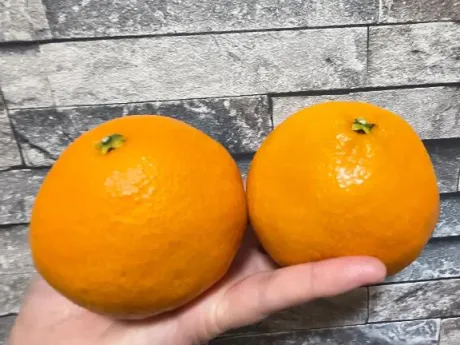 もう無い/後藤(ごとう)