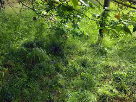 ねぼうした~🐑💦/ひつじ