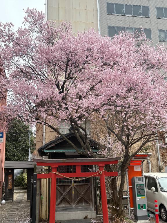 新人あず奥様メモリアル