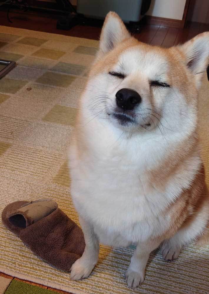 こんにちは ( * ・ω・) ノ