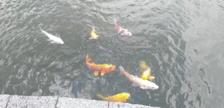 後藤(ごとう)熟女屋本舗
