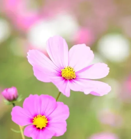 今週の出勤🌸/はな(青森)