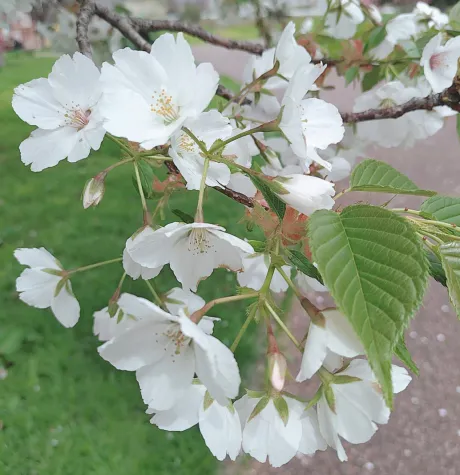 雨ですが/つばさ【弘前黒石】