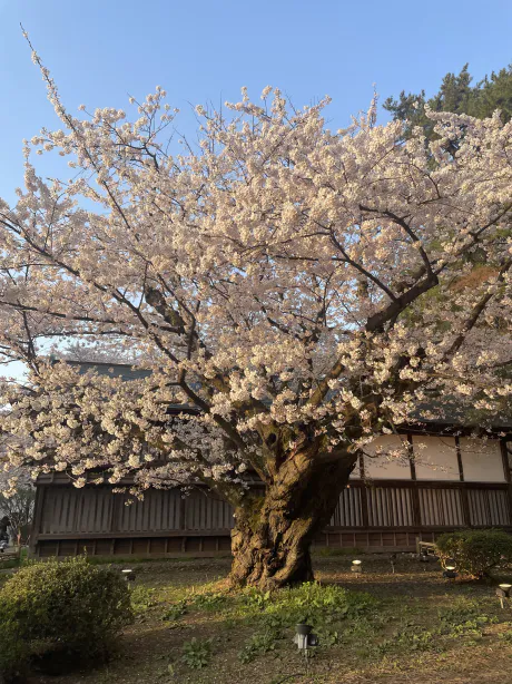 ありがとう/もえ【青森大釈迦】
