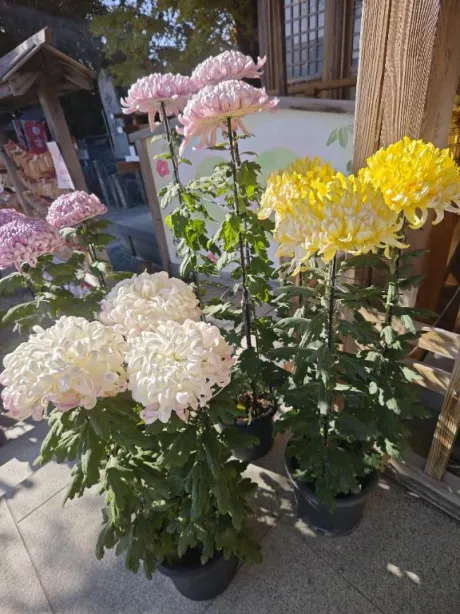 ルイ奥様生レンタル-古川店-