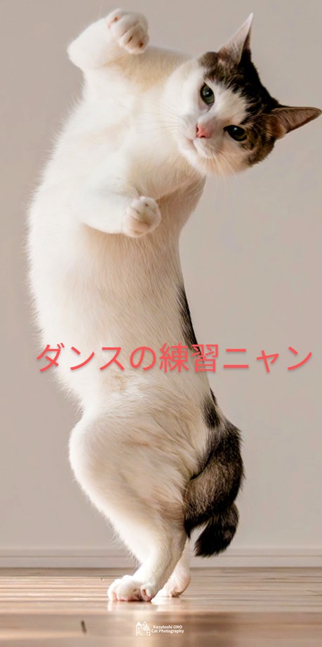 今日は～猫の日