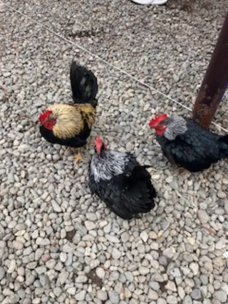 きょうか 奥様仙台人妻セレブリティー