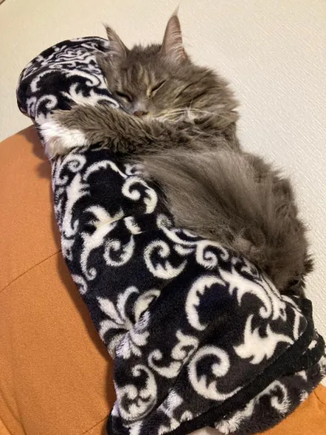 毎日/新人さり
