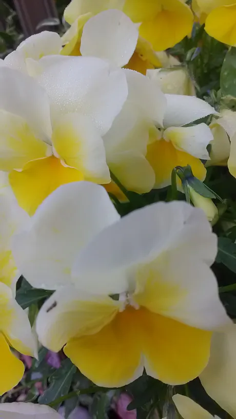 しずか奥鉄オクテツ仙台店（デリヘル市場グループ）