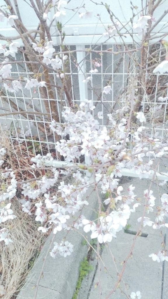 04/08 16:44ちかげ