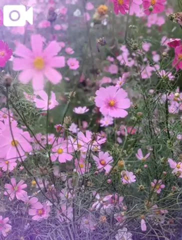 ❤️秋桜🌸