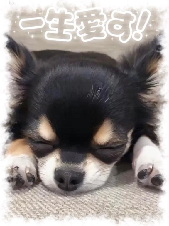 (*_ _)zzZ