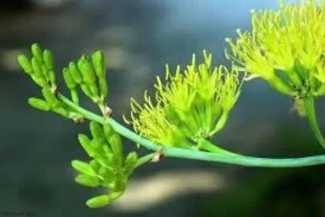 こんにちは♪/鈴夏(すずか)