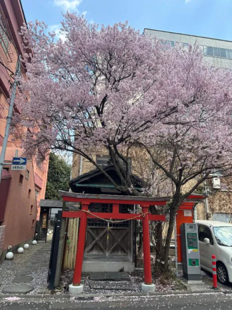 さくら🌸/かや