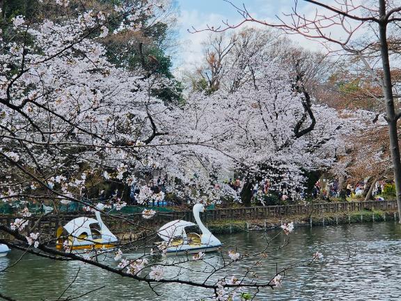 こなみ　奥様のブログ 開幕🌸