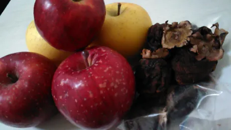 りんごと干し柿/粧子