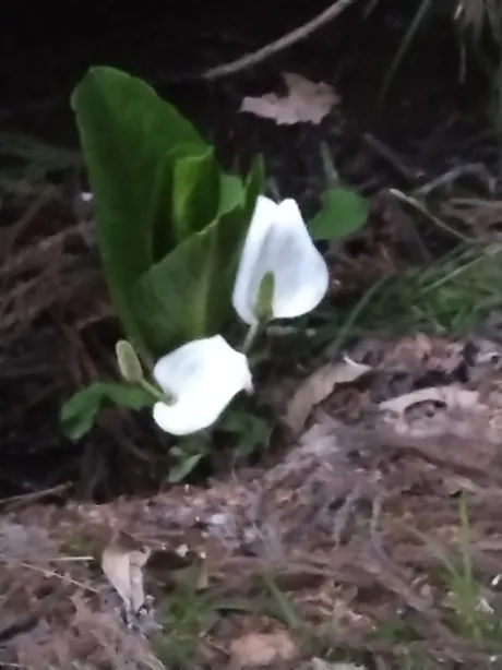 Σ(･ω･;|||/いゆ[青森/弘前]