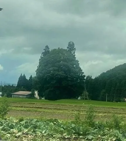 トトロ♡