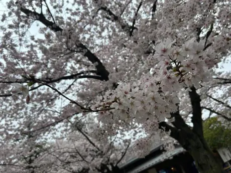 カンナ人妻生レンタルーNTRー