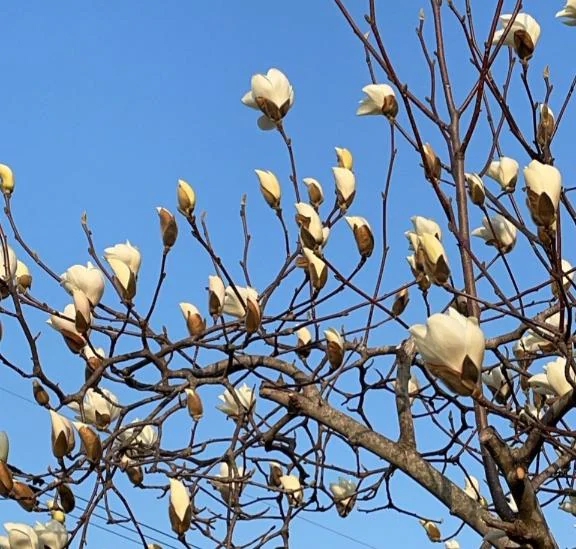 シオン人妻生レンタルーNTRー