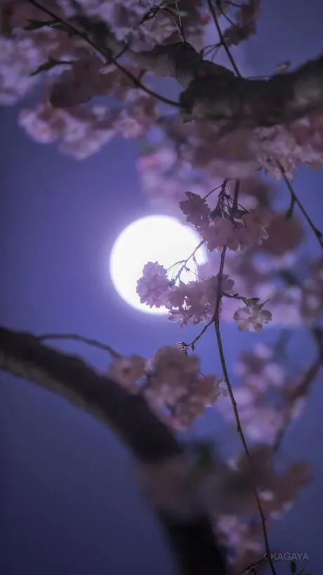 ゆかり宮城仙南ちゃんこ