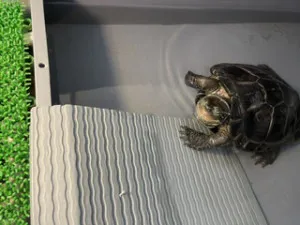 りょう 奥様仙台人妻セレブリティー