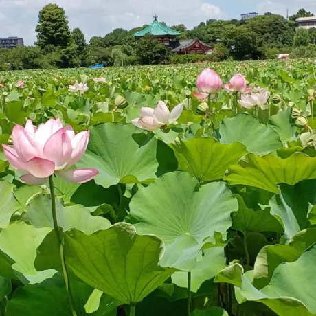 フラーっと寄り道/めぐみ