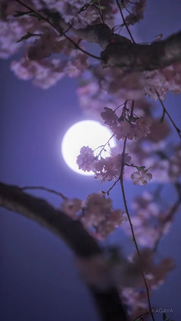 今日は月が綺麗ですね🌙* :゚