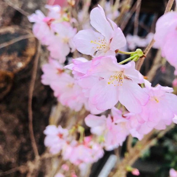 しずく仙台回春性感マッサージ倶楽部