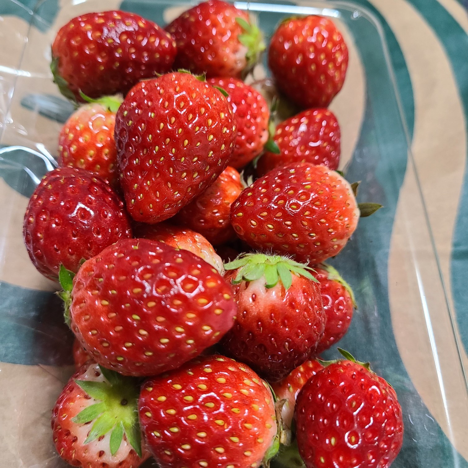 透(トウル)美乃華