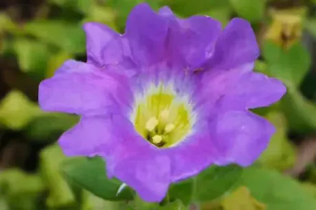 8/19 ノラナ🥀/あず