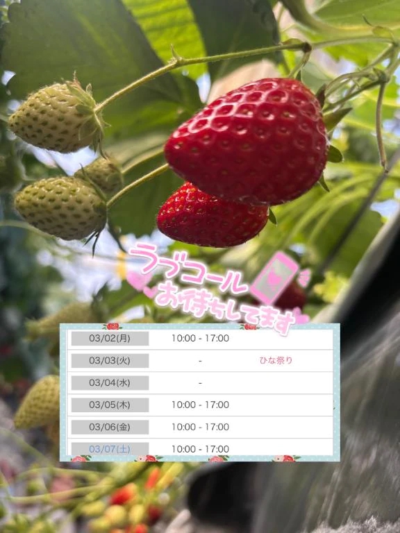 うかTEKOKI GIRLS COLLECTION