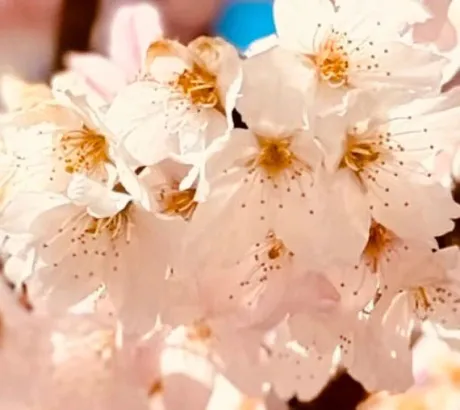 みずほ人妻の楽園