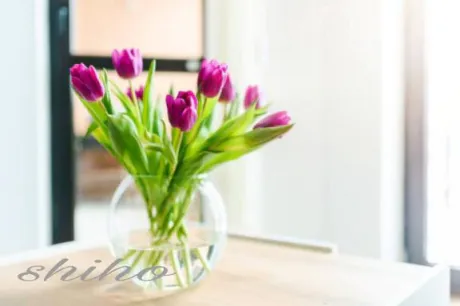 しほ愛 LAND-アイランド-