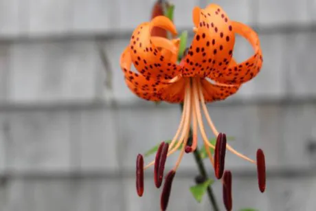 9/15 オニユリ🥀/あず