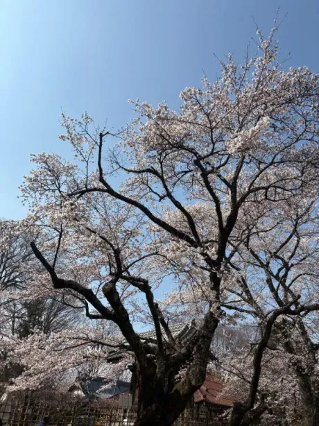 お礼/若菜（わかな）