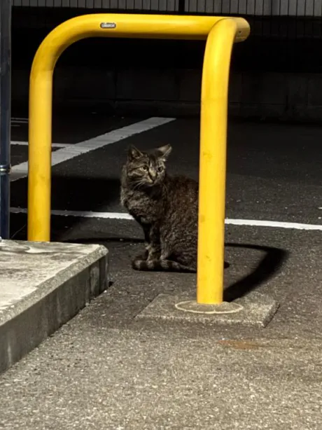 退勤🐈‍⬛/れあ