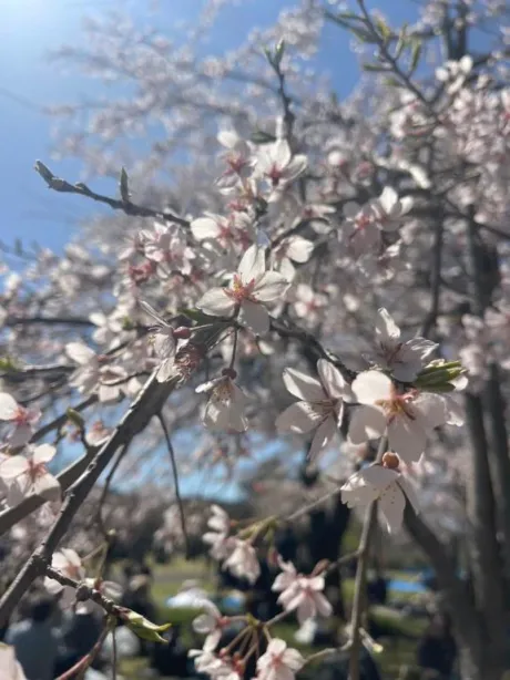 ツバキ★仙南限定のブログ 報告です🌸