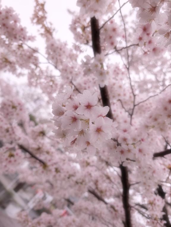 新人ともえDRAMA