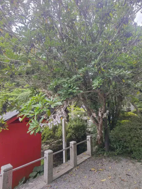 ルイ奥様生レンタル-古川店-
