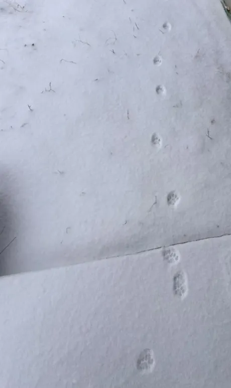 ★かりん★ぽちゃかわデリバリー バルーン郡山店